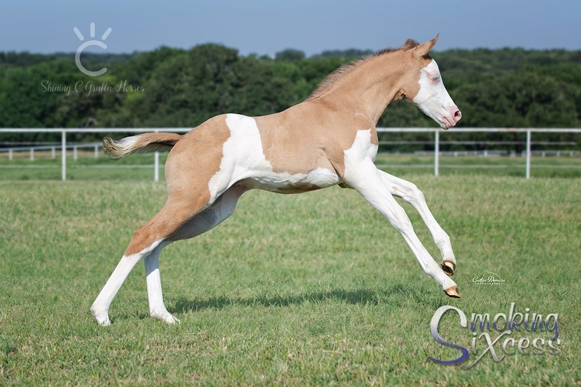 Stunning Coloured Foal